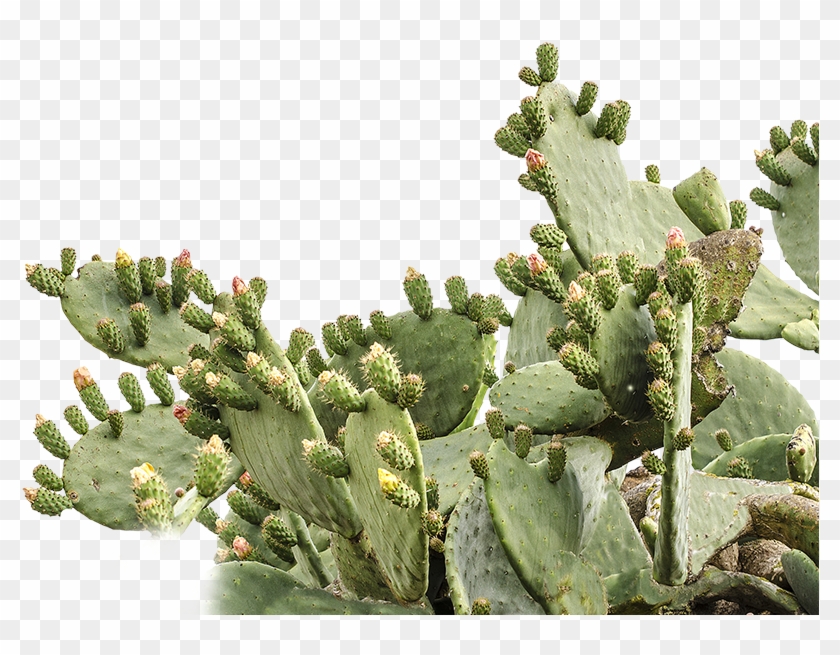 925 X 575 4 - Prickly Pear Cactus Transparent Clipart #308036