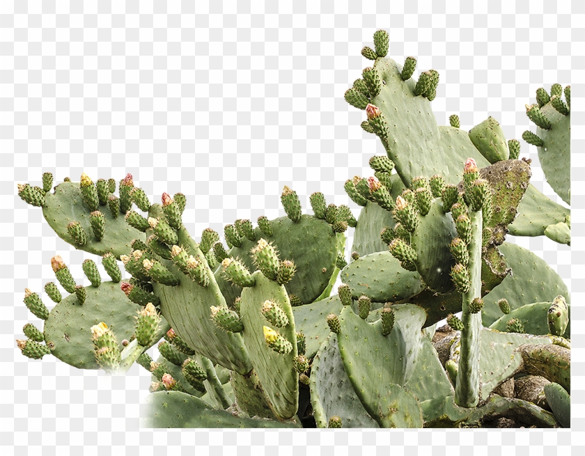 925 X 575 4 - Prickly Pear Cactus Transparent Clipart