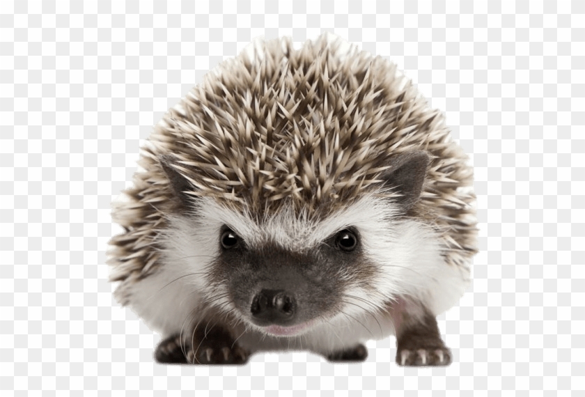 Front View Transparent Stickpng Download Animals Hedgehogs - Hedgehog Png Clipart #308064