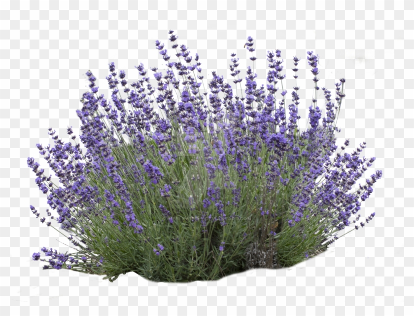 Go To Image - Lavender Clipart #308795