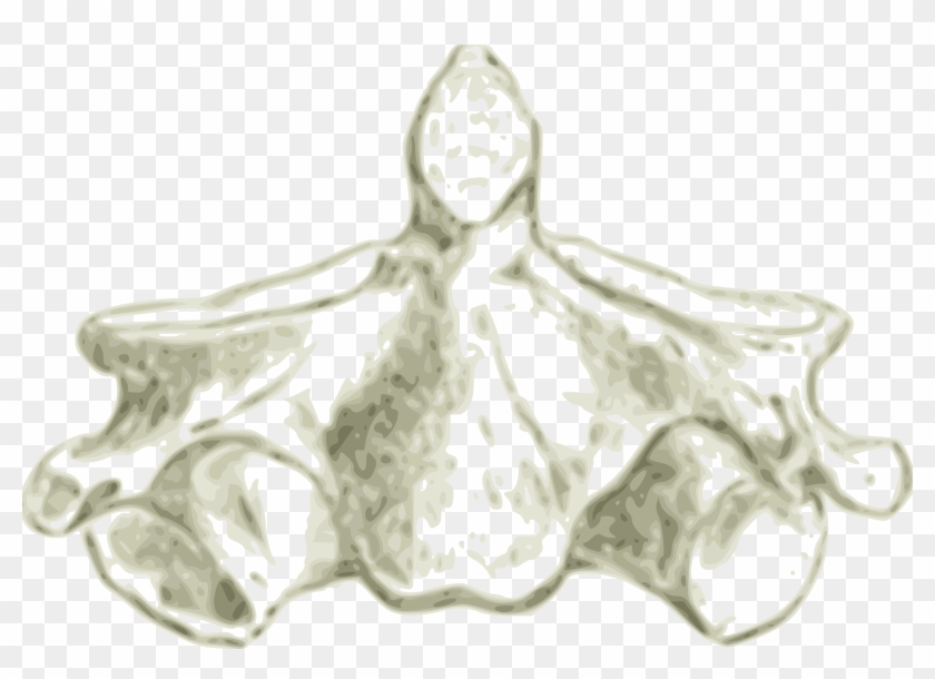 This Free Icons Png Design Of Axis -human Second Cervical - Cervical Spine Vertebrae Artistic Clipart #3001004