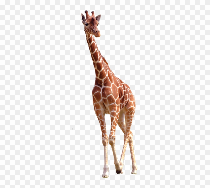 Giraffe Png Clipart #3001237