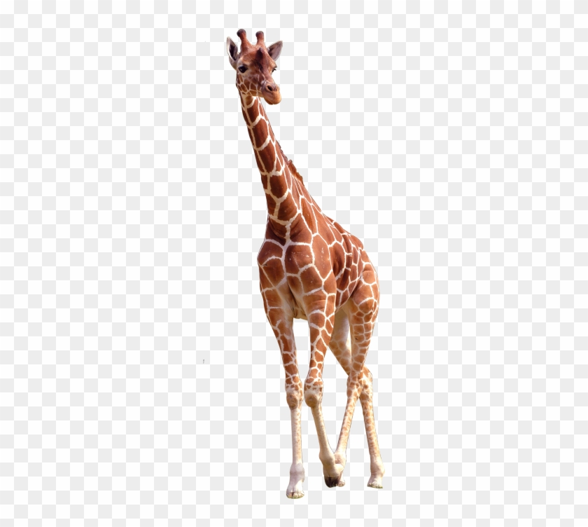 Giraffe Png Clipart