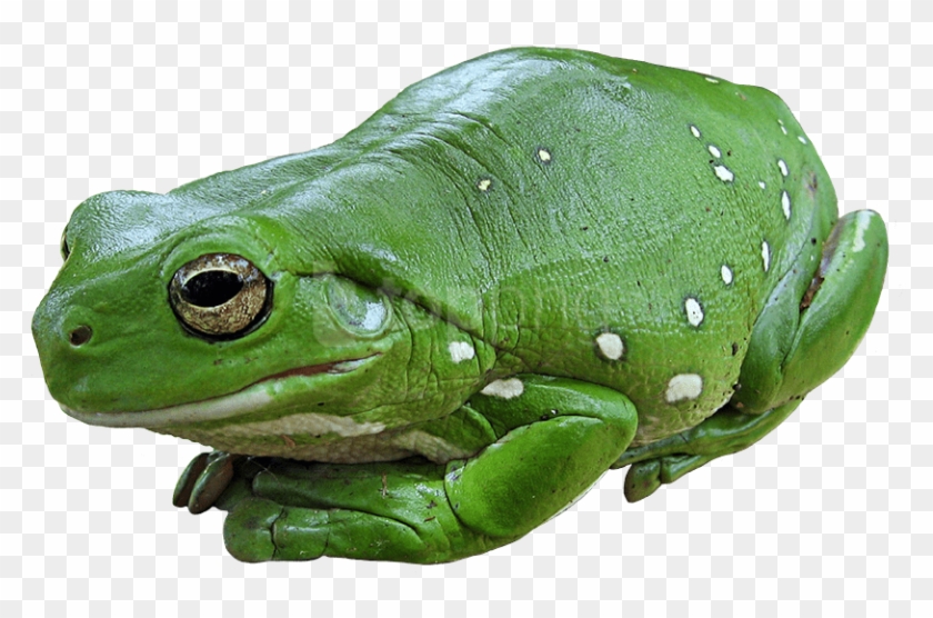 Free Png Download Frog Png Images Background Png Images - High School Photoshop Projects Clipart