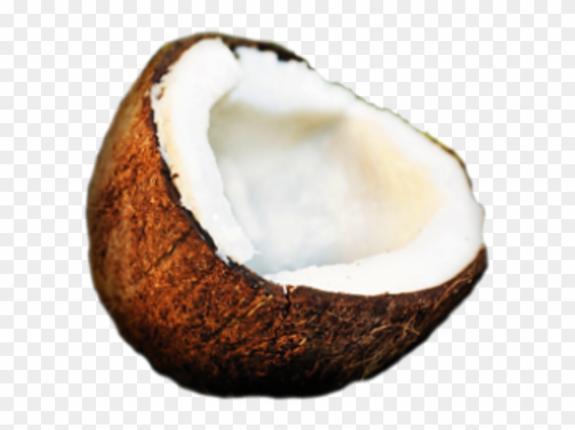 Small - Coconut Ico Clipart