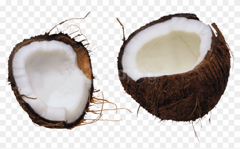 Free Png Coconut Png Images Transparent - Free Background Coconut Picture Transparent Clipart