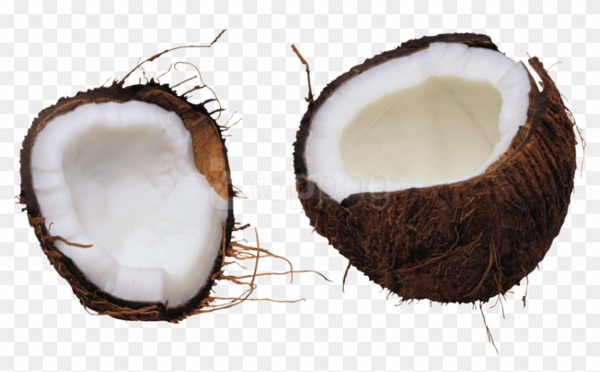 Free Png Coconut Png Images Transparent - Free Background Coconut Picture Transparent Clipart #3002474