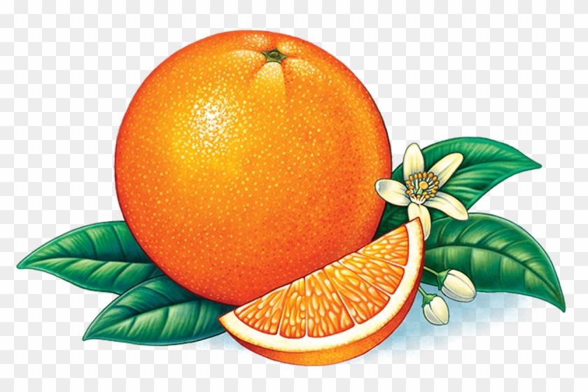 2 Layer Display Carton - Orange Fruit Logo Png Clipart