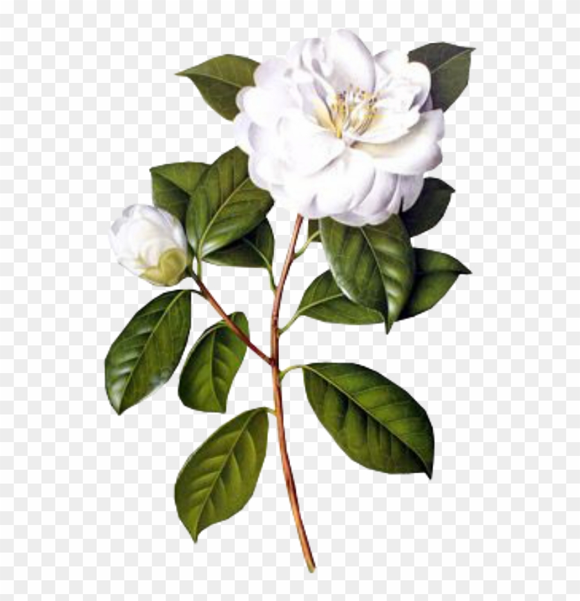 #flower #white #spring #png #overlay #free #kpopedit - White Camellia Painting Clipart #3003016