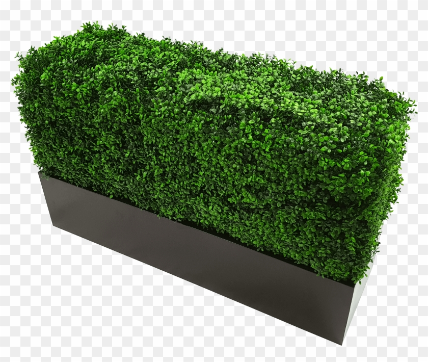 Boxwood Hedge Shrubs Artificial Png - Flower Box Clipart #3003441