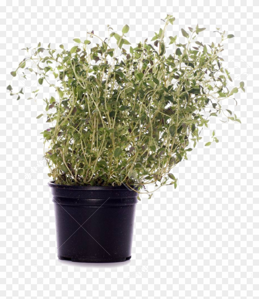 Png Cutout Plant Photoshop, Human Figures - Flowerpot Clipart