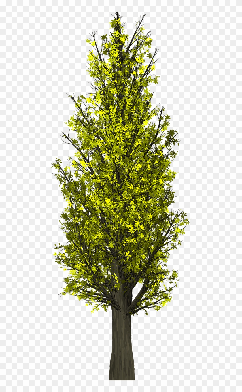 Tree Bush Shrub Leaves Branches Png Image - Negotiation Clipart