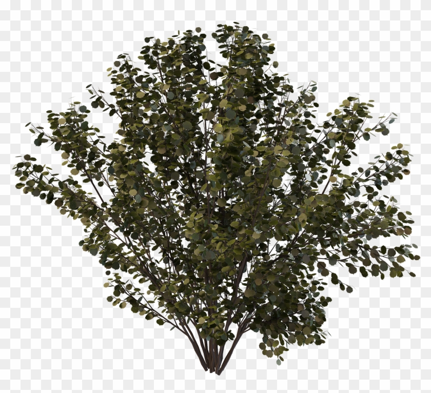 Drawing Bushes Creosote Bush Clipart #3003608