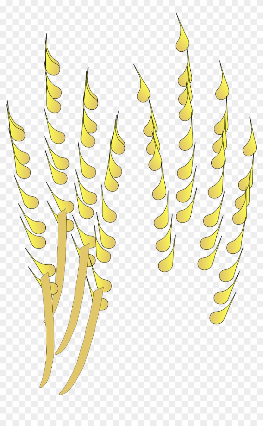 Grain Cereal Crop Corn Png Image Cultivo De Cereales Png Clipart 3003941 Pikpng