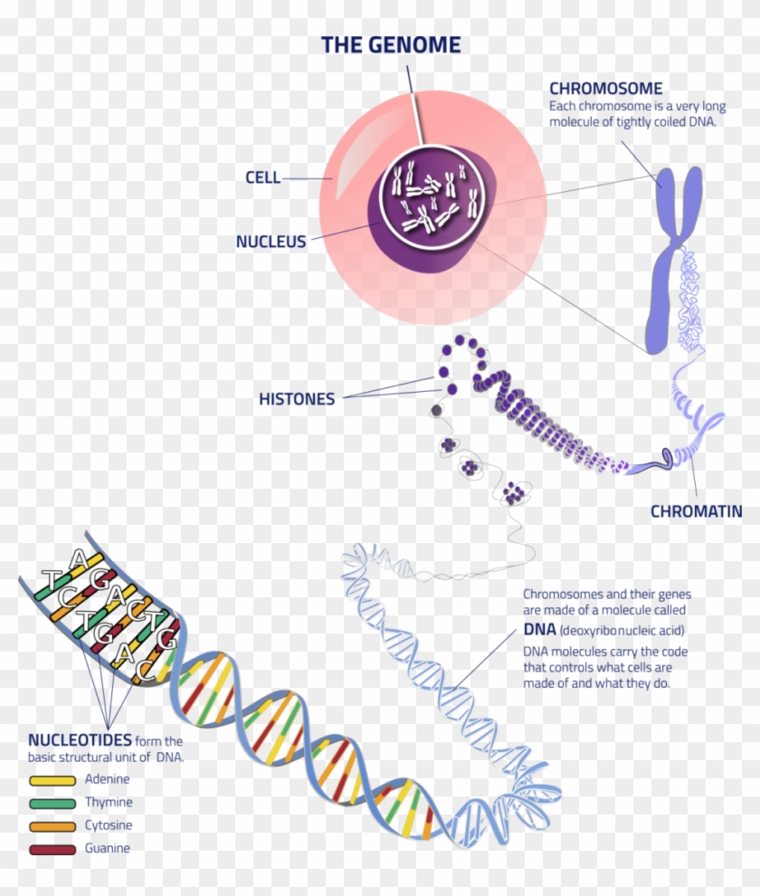 Thegenome Cell To Dna - Hearing Loss Genetics Clipart