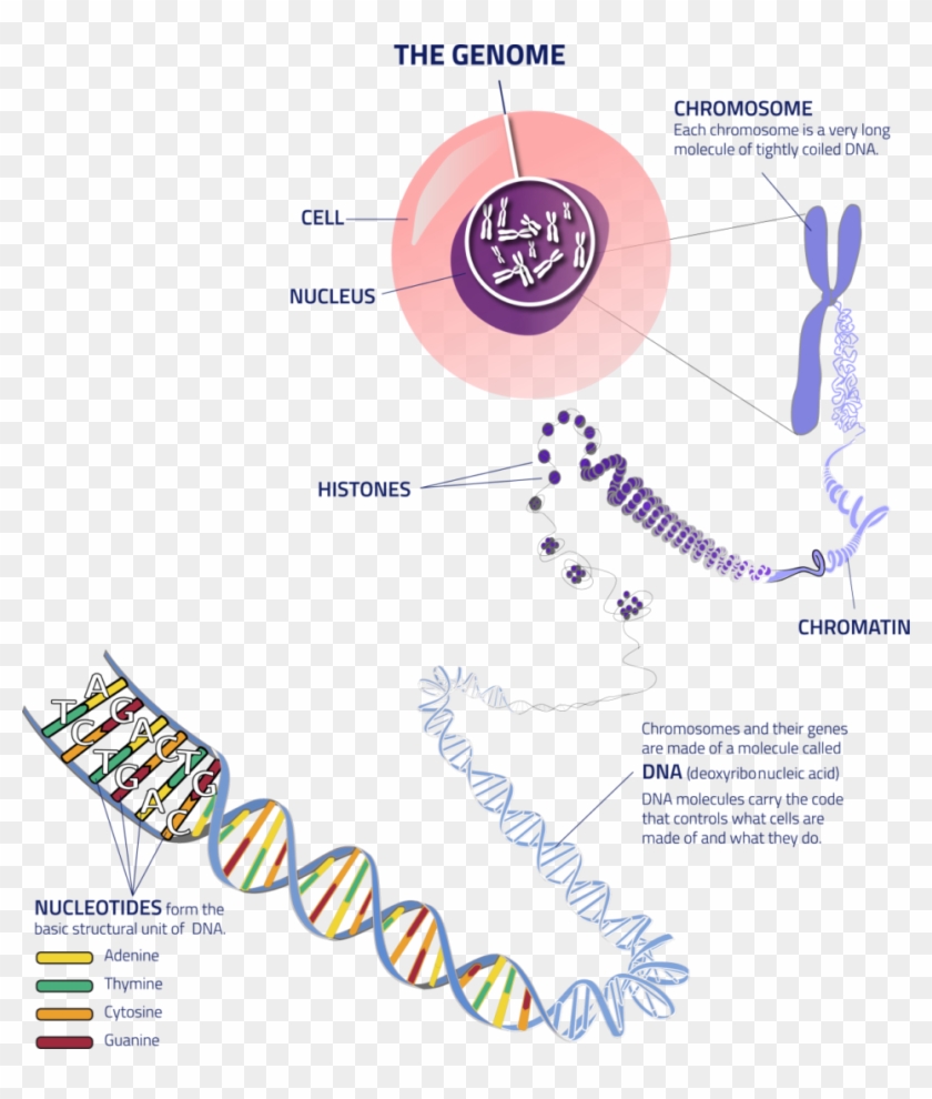 Thegenome Cell To Dna - Hearing Loss Genetics Clipart #3003984
