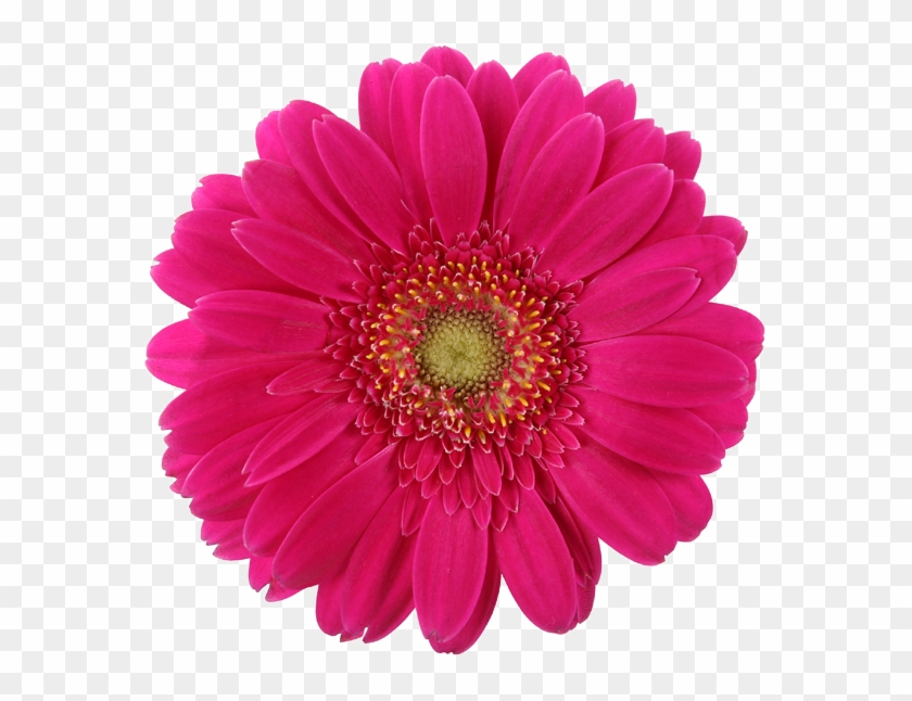 Real Daisy Png , Png Download - Pink Daisy Clipart