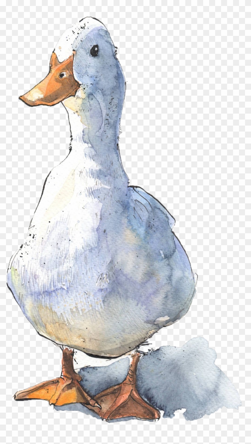 Duck Drawing Front Clipart