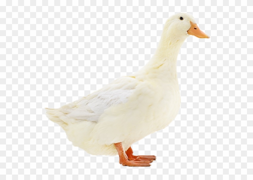 Duck Clipart #3007437