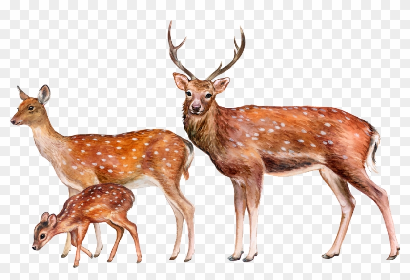 Deer Png Image - Transparent Background Deer Png Clipart #3008158