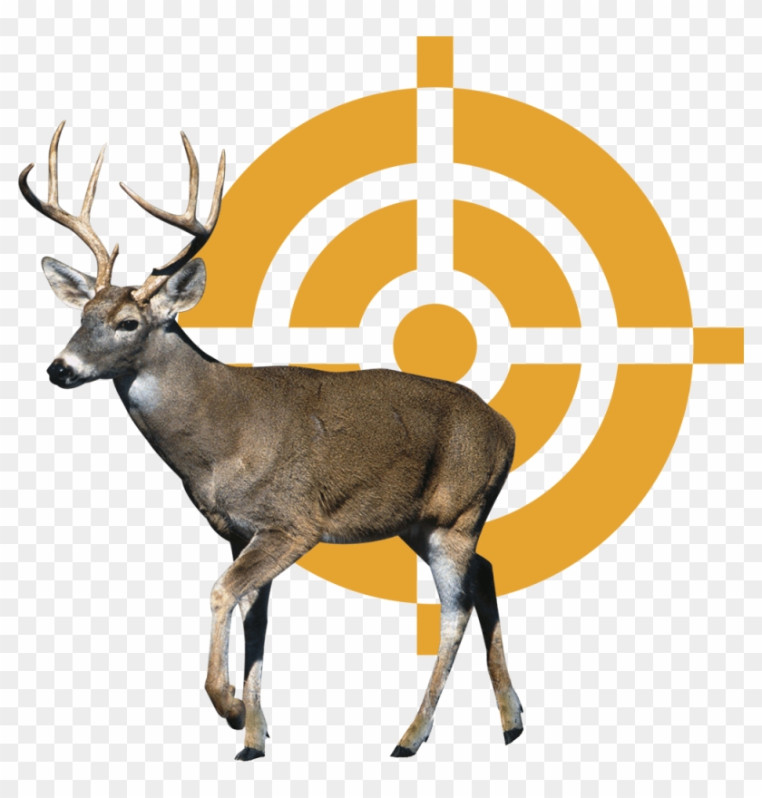 Ranking - Deer Clipart