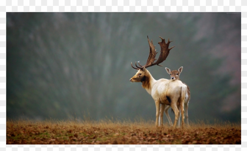 Deer - Treating All Animals With Dignity Clipart