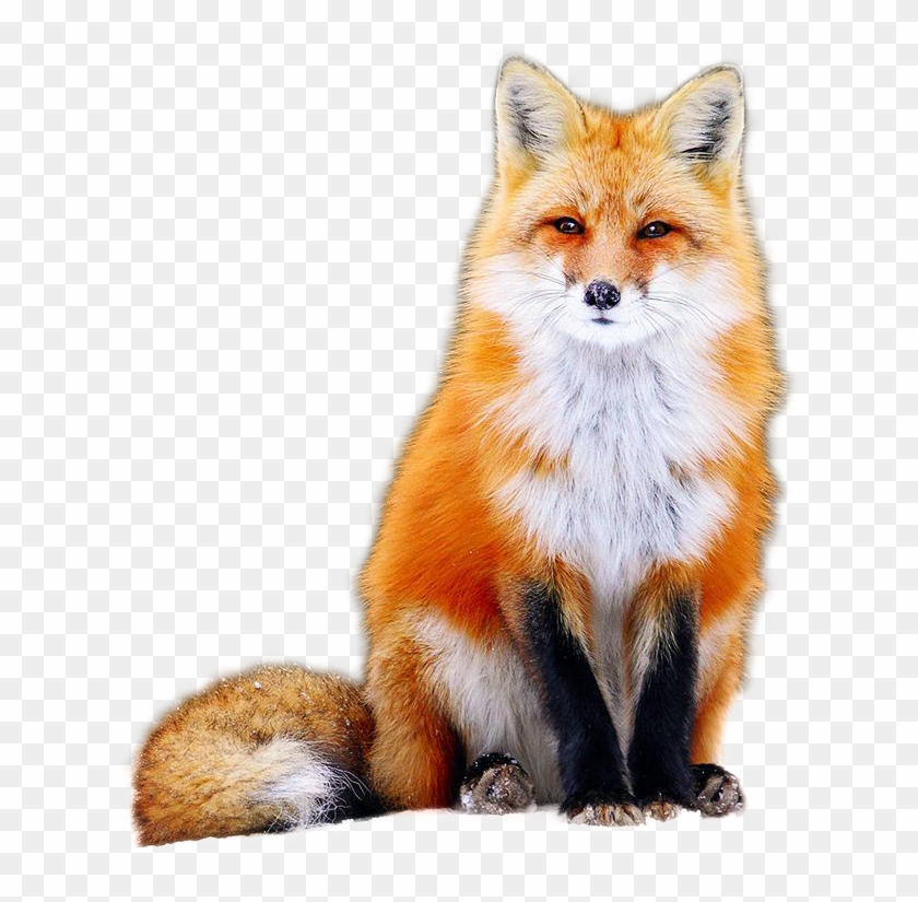 Fox Png Image - Orange Cute Fox Clipart #3008918