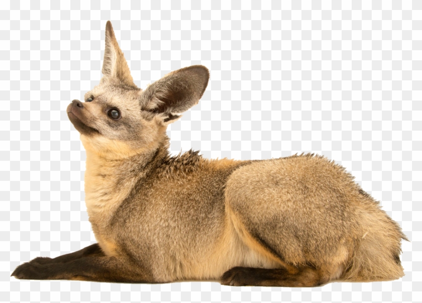 Swift Fox Clipart