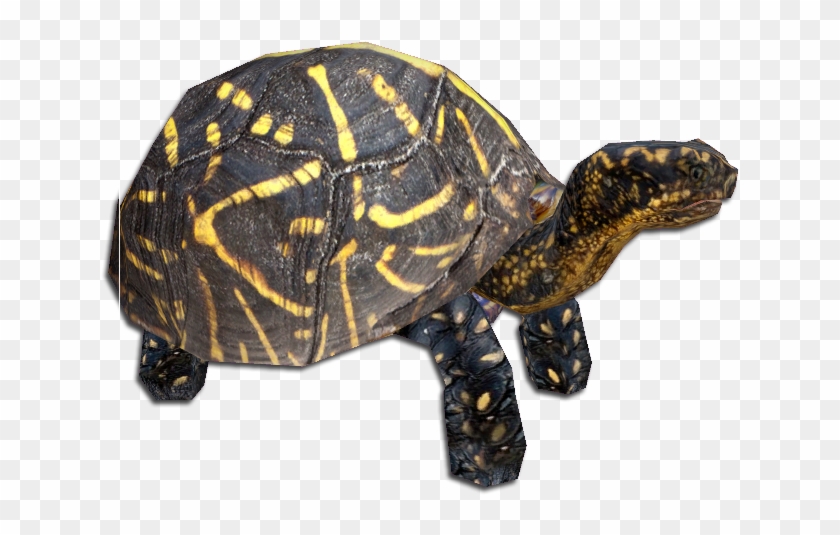 Florida Box Turtle Clipart