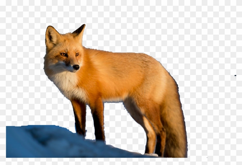 صورة ثعلب Clipart