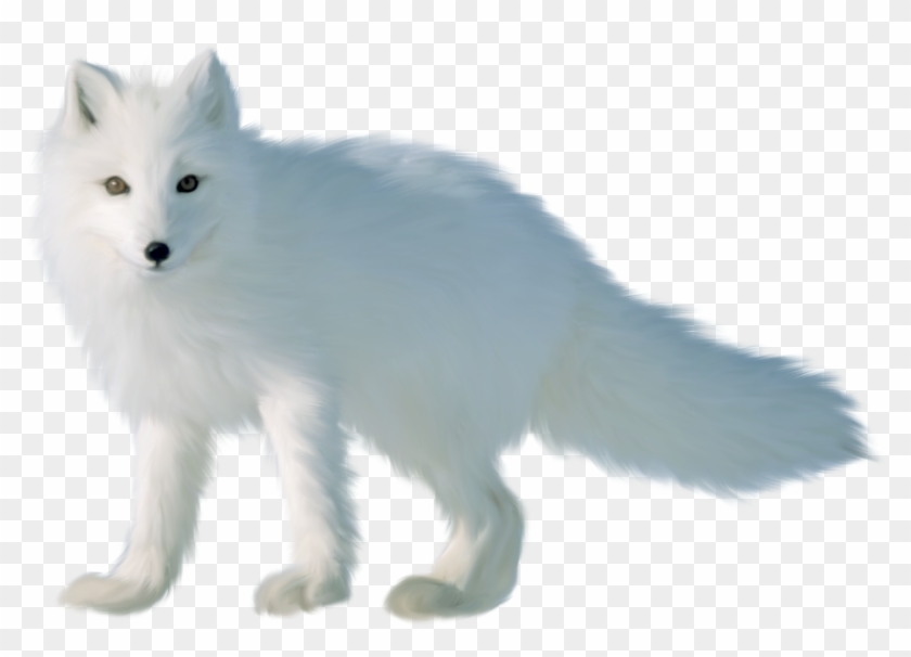 Arctic Fox Png - Fox Clipart #3009541
