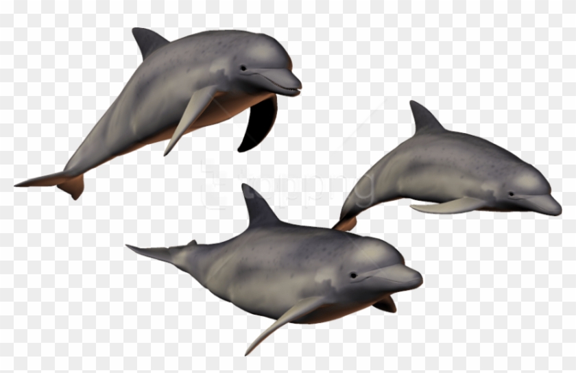 Download Dolphin Png Images Background - Dolphins With Clear Background Clipart #3009956