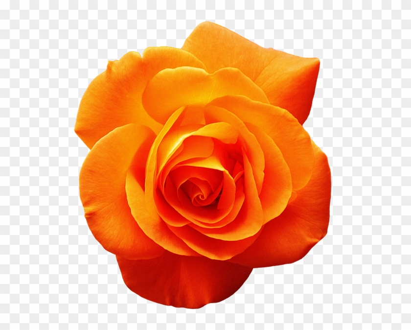 Flores Laranja Png - Single Flower Images Png Clipart #3010021