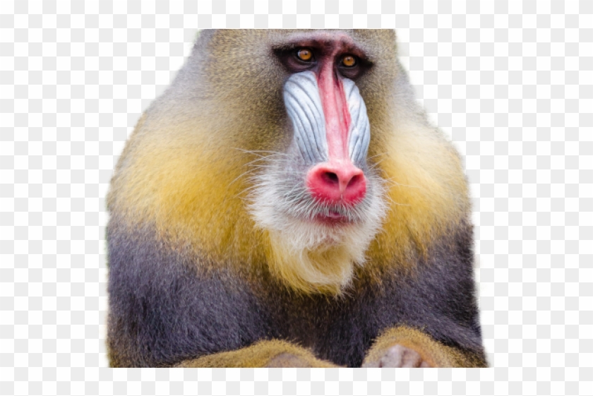 Monkey Png Transparent Images - Mandrill Clipart #3010523