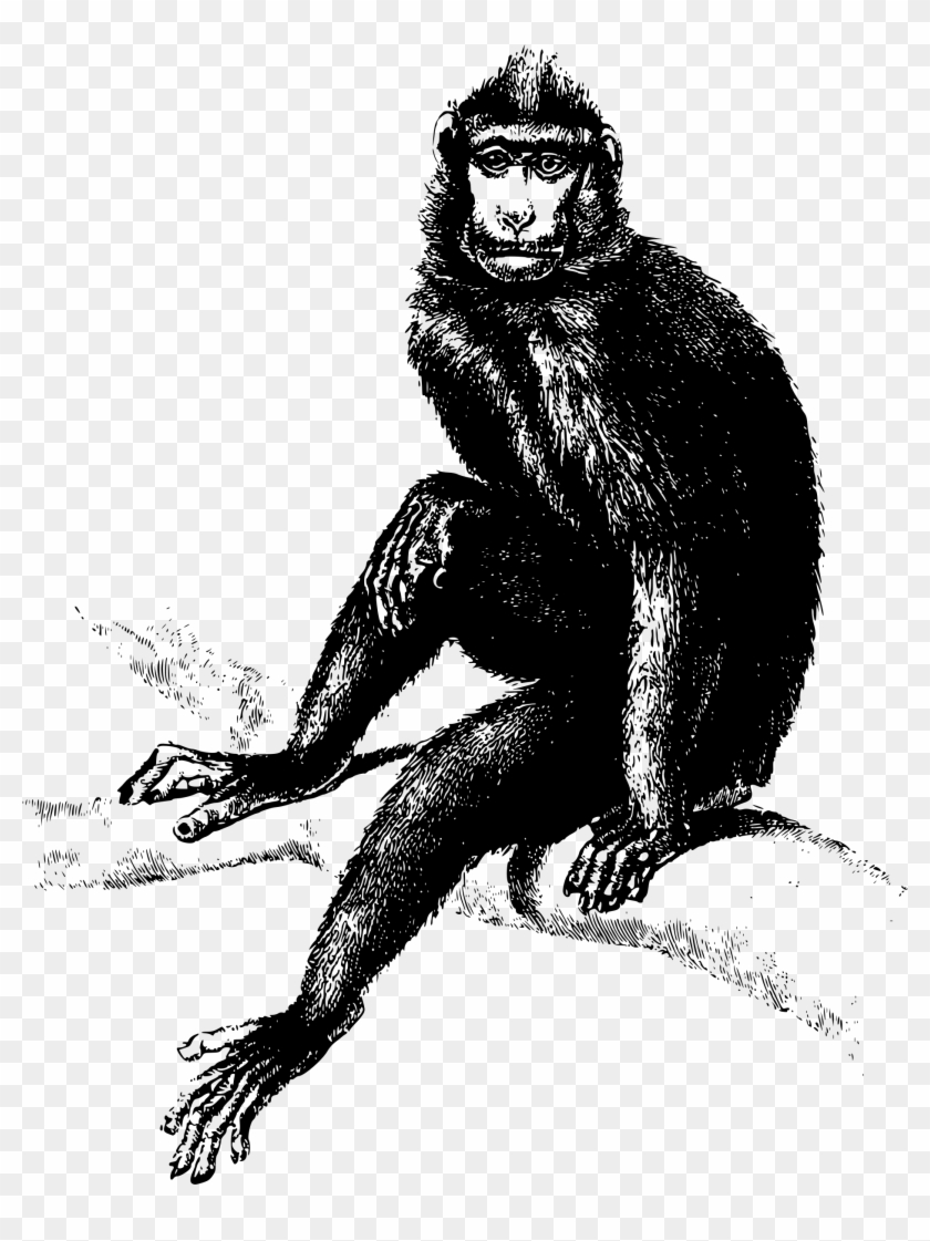 This Free Icons Png Design Of Baboon Monkey - Monkey Laugh Vector Black And White Clipart