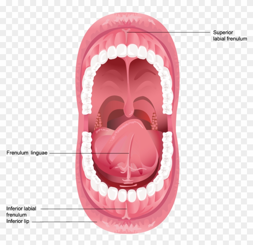 Illustration Of Frenulum In The Mouth - Diagram Of The Mouth Clipart #3012370