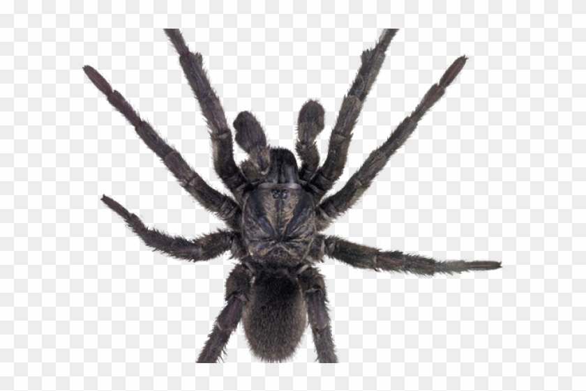 Spider Png Transparent Images - Funnel Web Spider Png Clipart