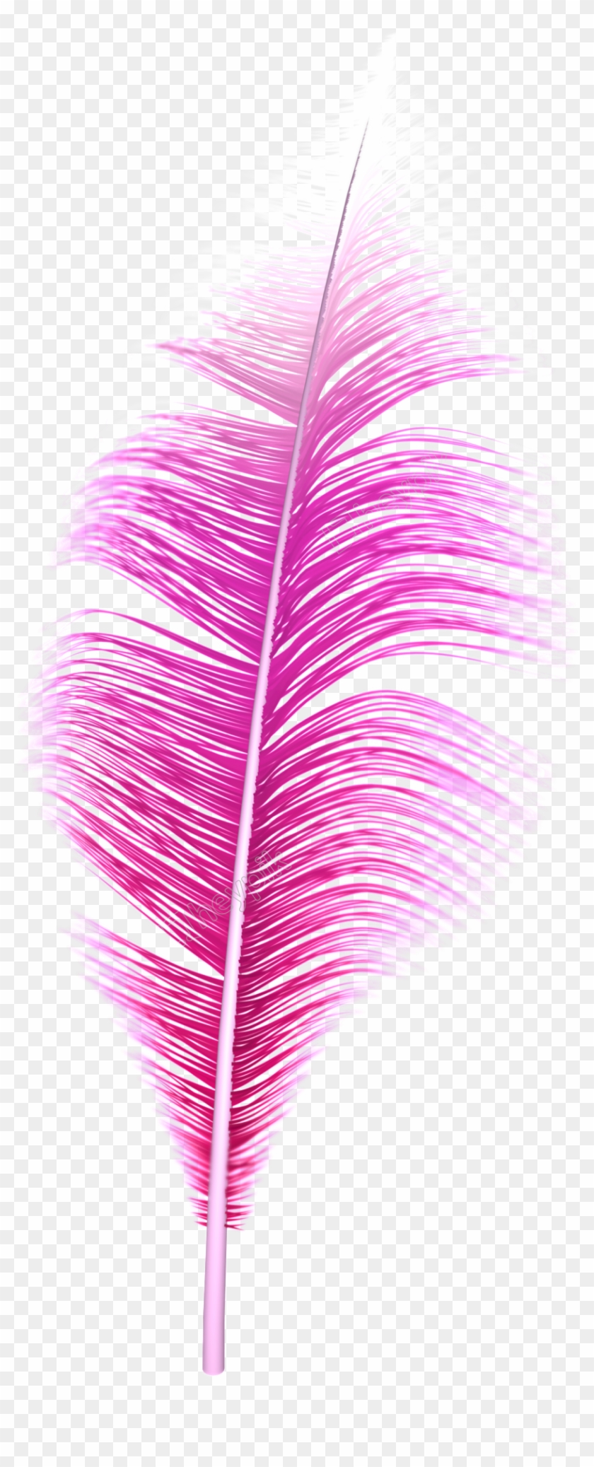 Pink Feather Png - Tree Clipart