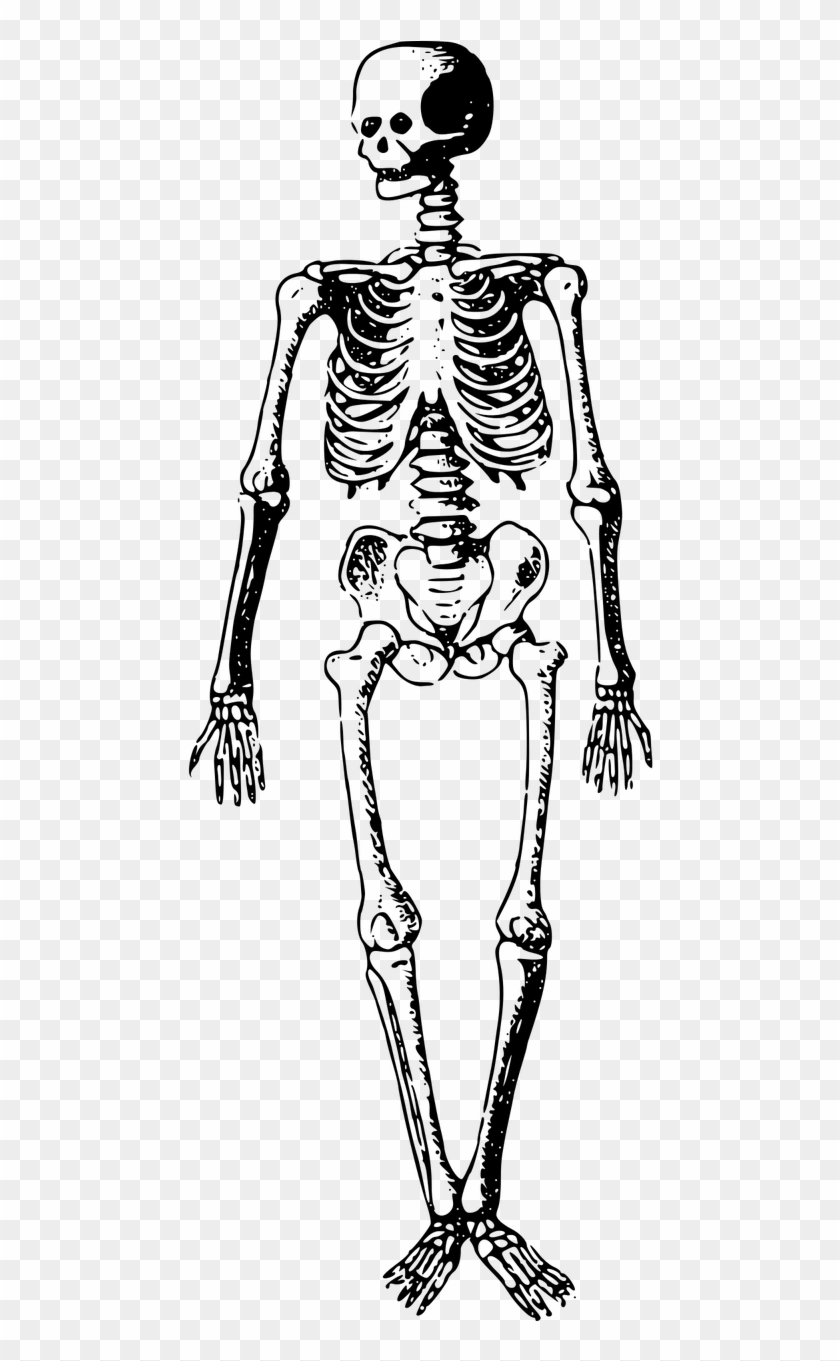 Bones Buried Dead Skeleton Png Image - Free Clip Art Skeleton Transparent Png #3015736