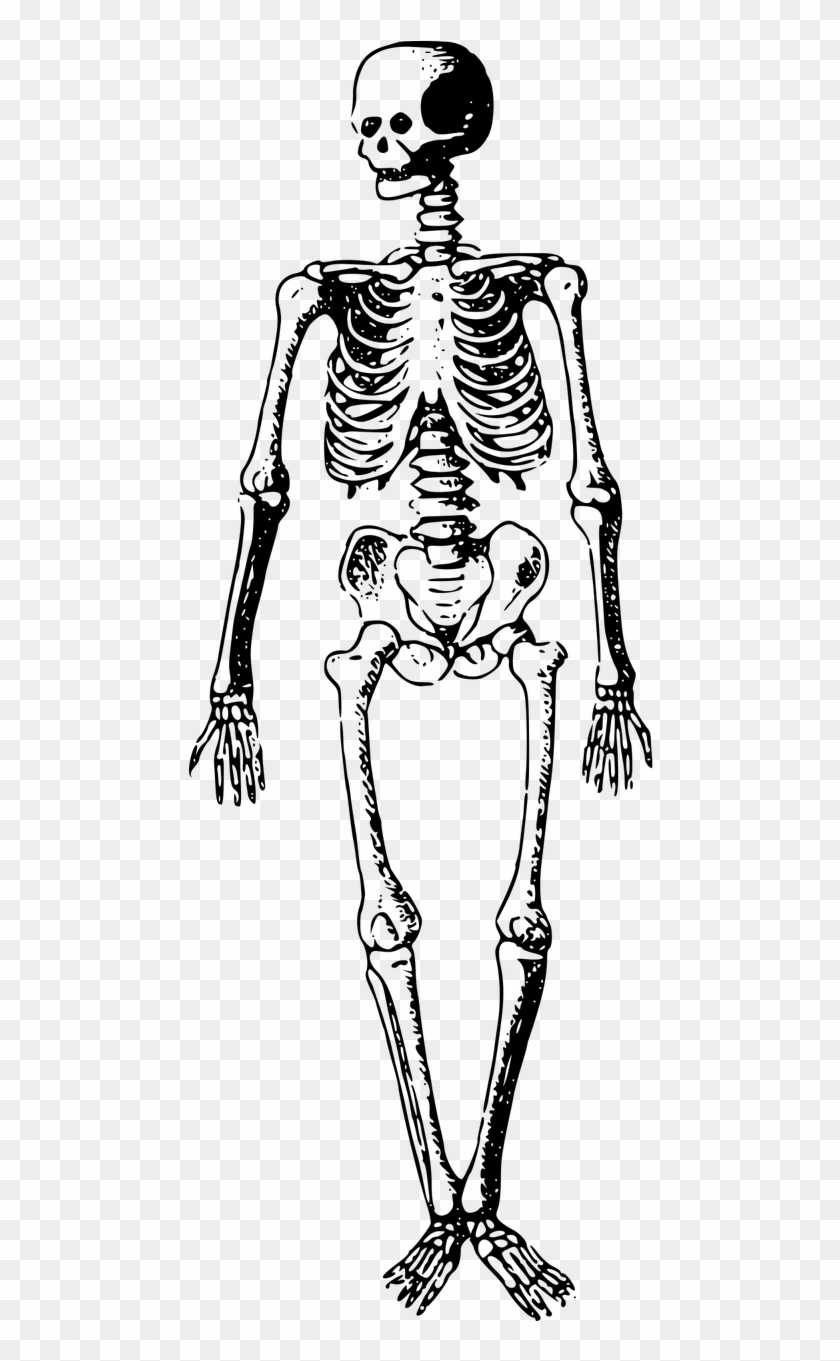 Bones Buried Dead Skeleton Png Image - Free Clip Art Skeleton Transparent Png