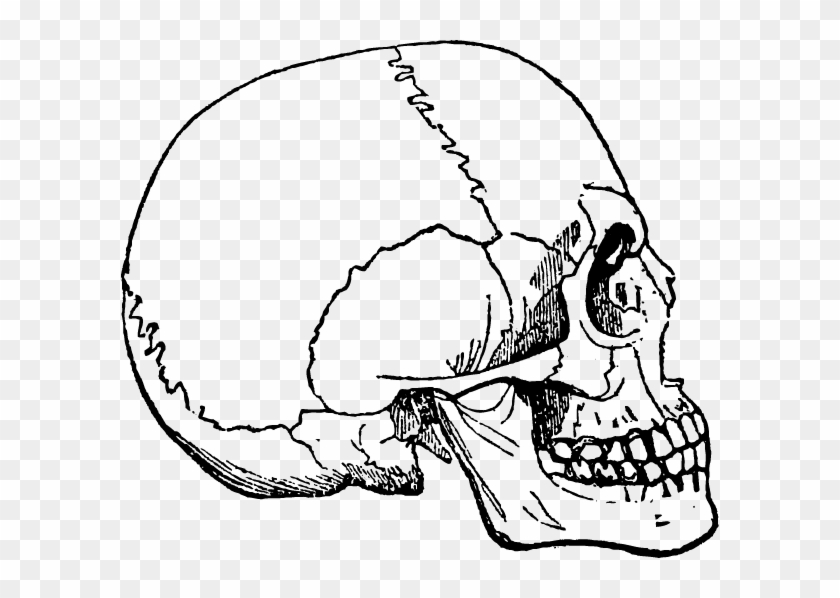 Human Skulls And Skeleton Png - Portable Network Graphics Clipart #3015776