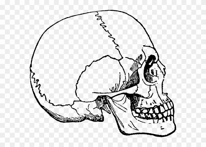 Human Skulls And Skeleton Png - Portable Network Graphics Clipart