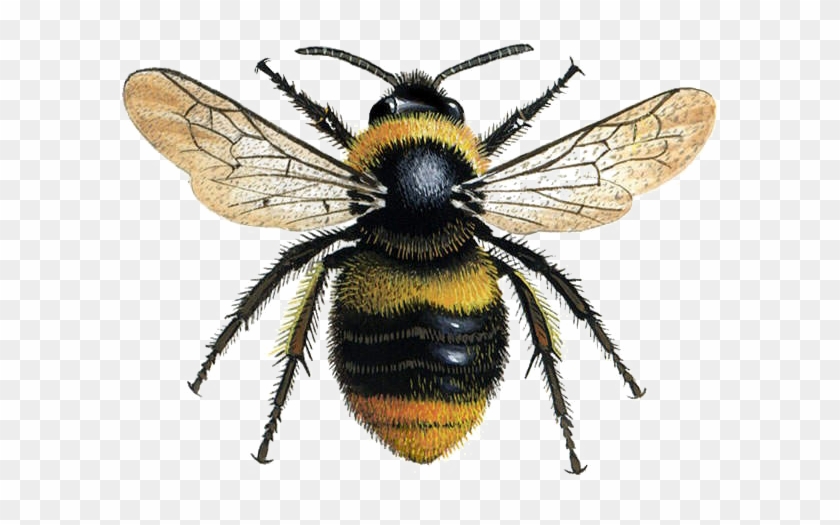 Bumblebee Bee Clipart #3016701