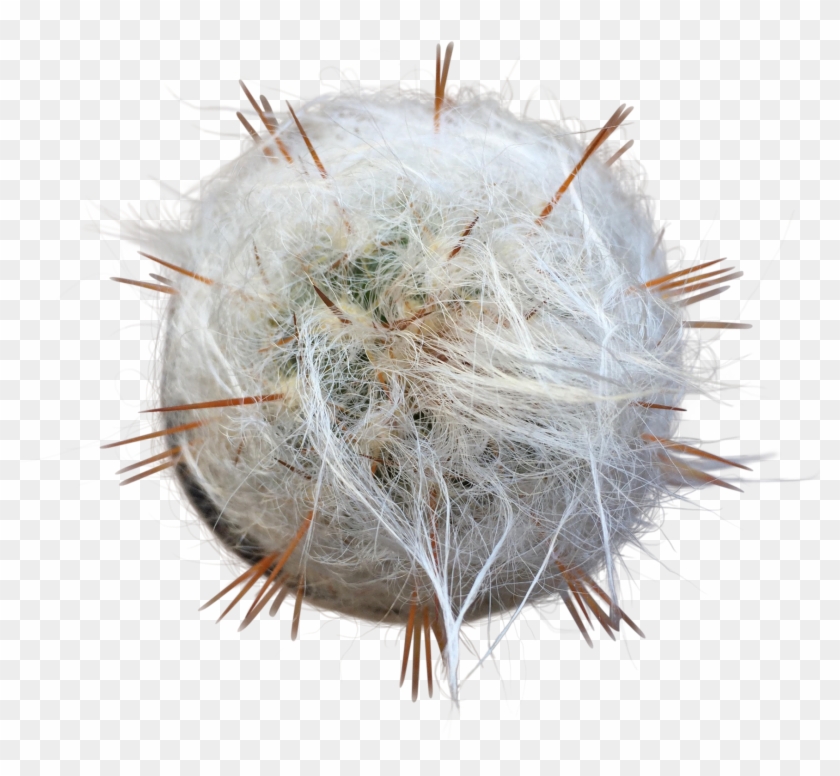 Old Man Cactus , Png Download Clipart