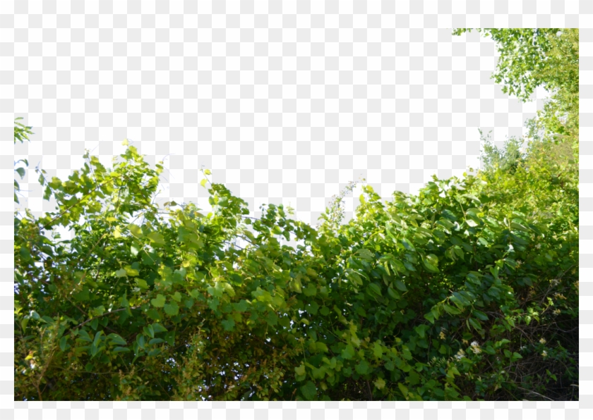 Green Vines Png - Vines Png Clipart