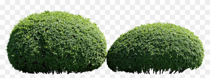 Blender Market - Transparent Hedge Bush Png Clipart #3018861