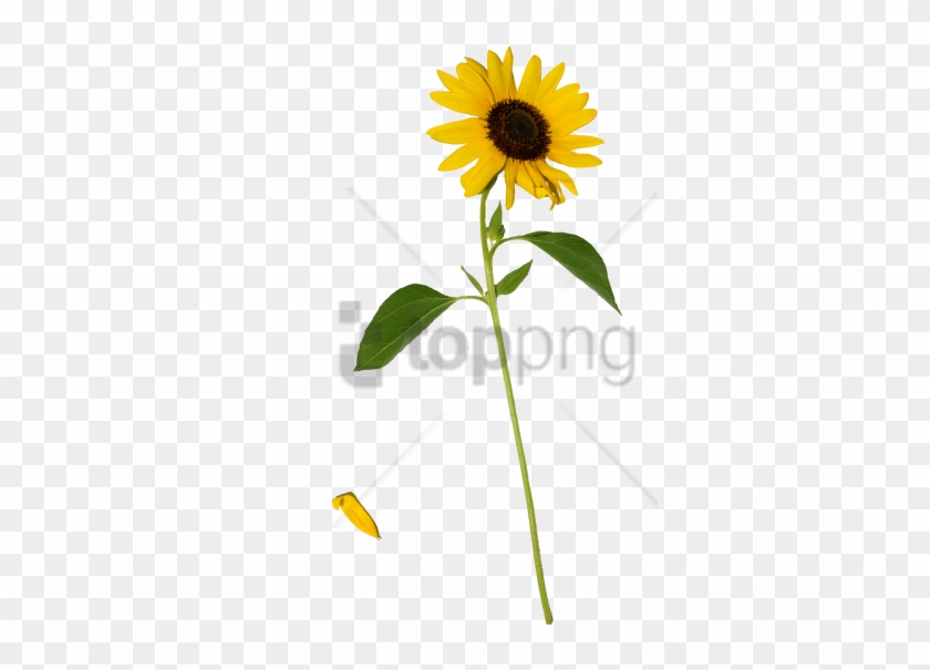 Free Png Sunflower Png Png Image With Transparent Background - Sunflower With Stem Png Clipart #3019620
