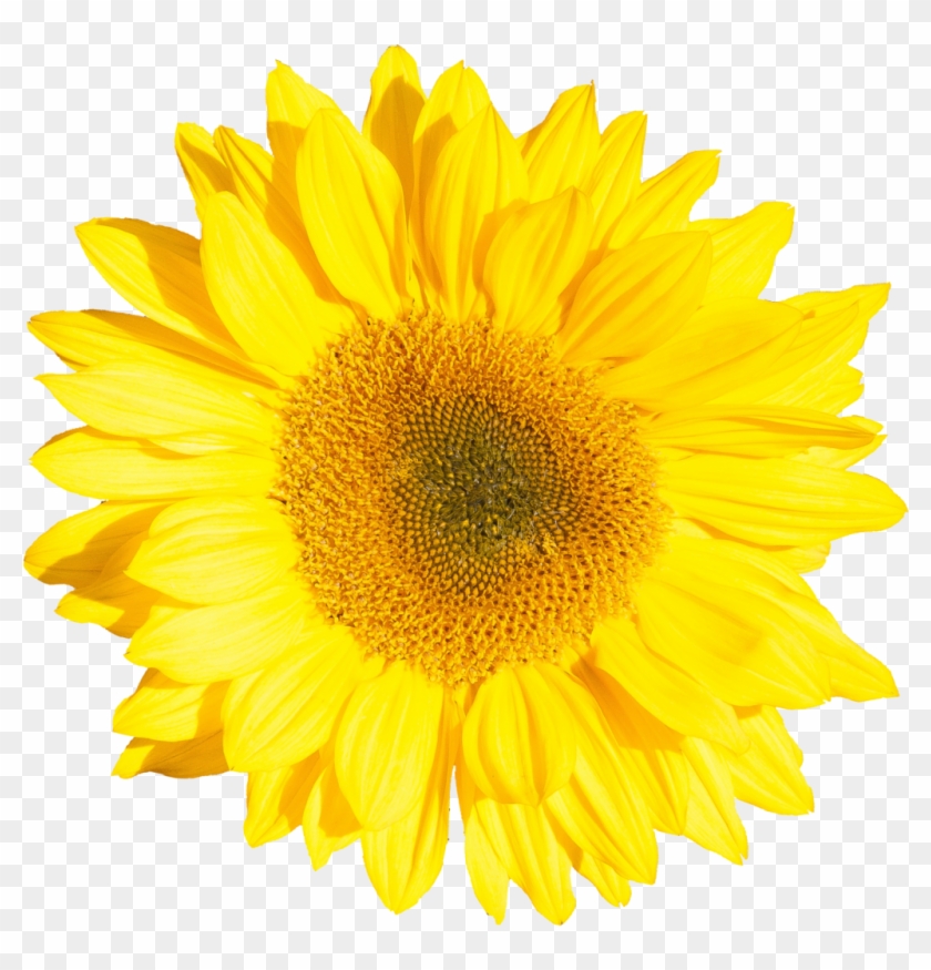 Png File Size - Yellow Flower No Background Clipart #3019624