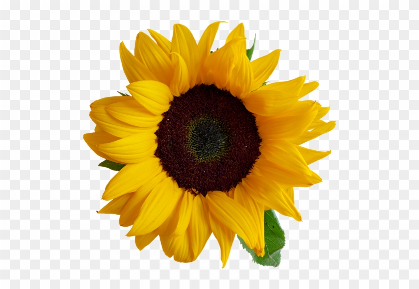 Sunflower - Sunflower Transparent Clipart #3019625