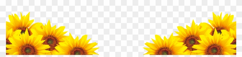 Sunflower Png Clip Art Image - Borde Girasoles Png Transparent Png #3019680